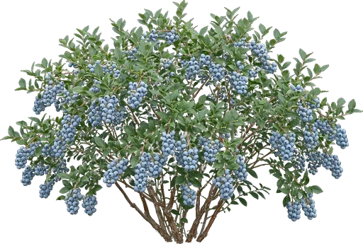 Highbush Blueberry