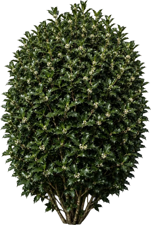 Holly Tea Olive (False Holly)