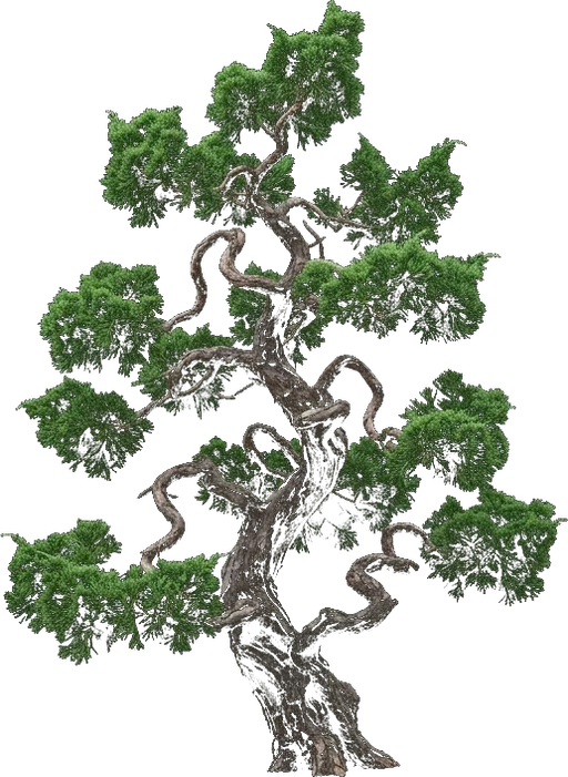 Hollywood Juniper
