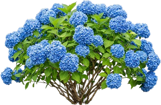 Blue Mophead Hydrangea