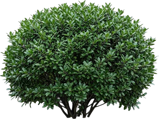 Inkberry Holly