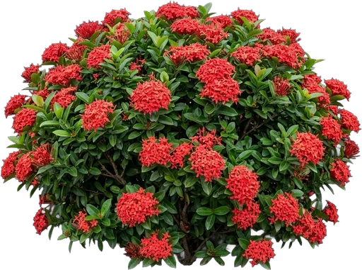Red Ixora