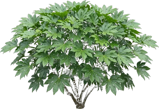 Japanese Aralia