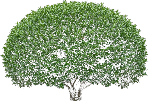 Japanese Holly