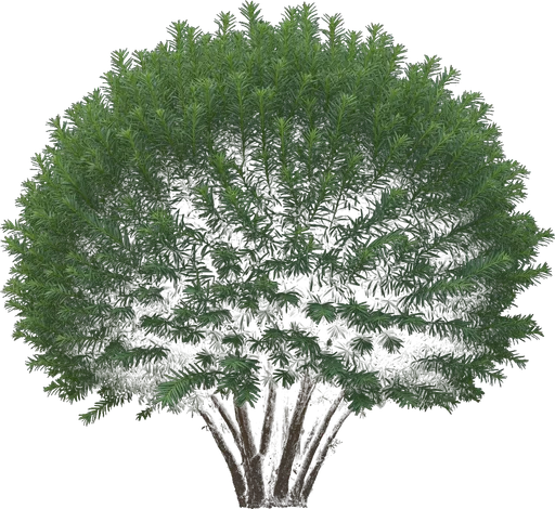 Japanese Plum Yew