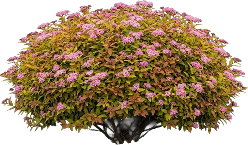 Japanese Spirea