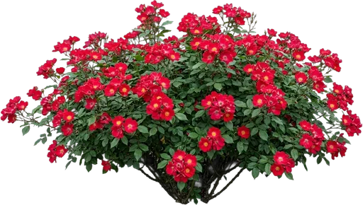 Red Knockout Rose