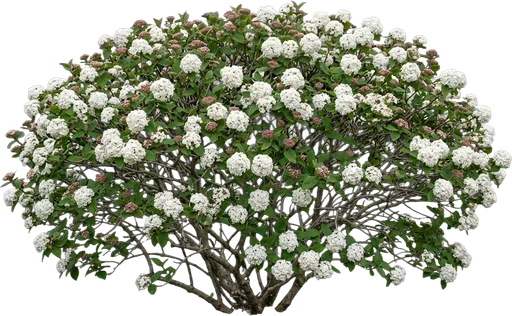 Korean Spice Viburnum