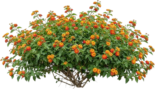 Lantana (Multicolor)
