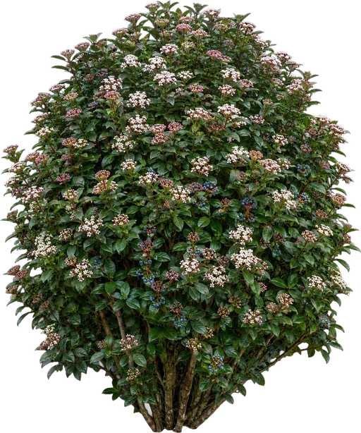 Laurustinus Viburnum