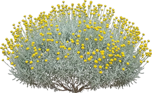 Lavender Cotton
