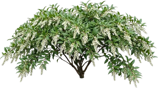 Drooping Leucothoe
