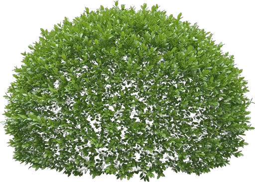 Littleleaf Boxwood (Japanese Boxwood)