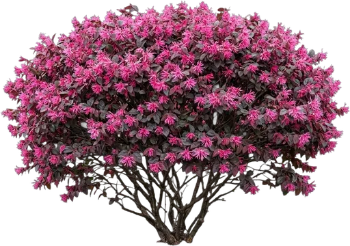 Purple Loropetalum