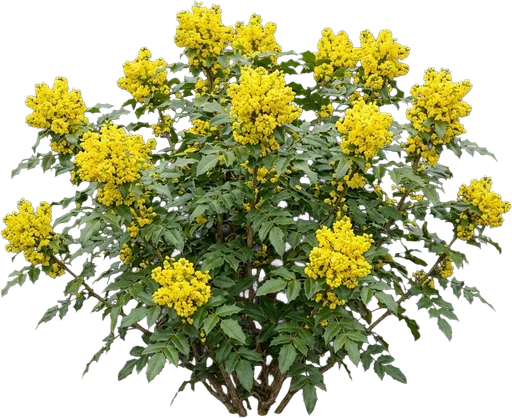 Oregon Grape Holly
