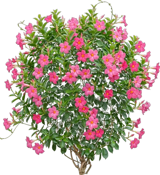 Mandevilla