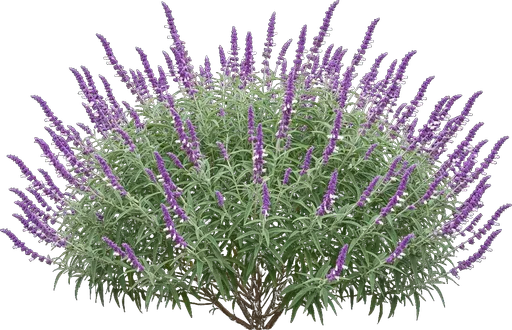 Mexican Bush Sage