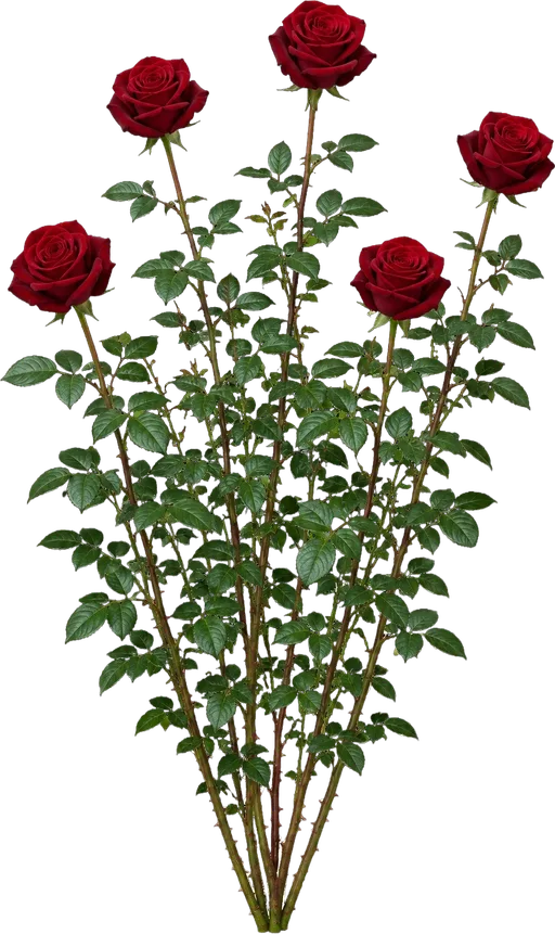 Mister Lincoln Rose