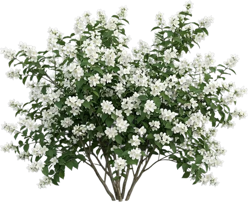 Mock Orange