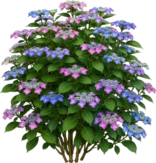 Mountain Hydrangea