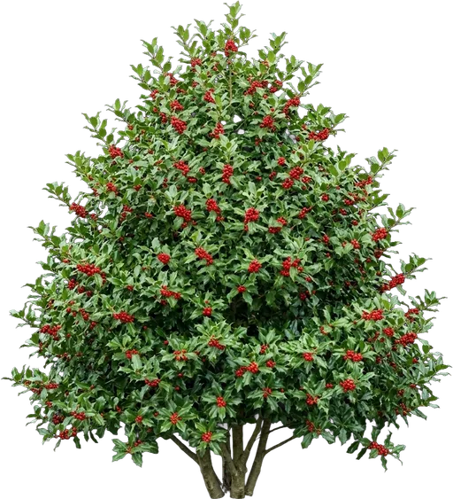 Nellie Stevens Holly
