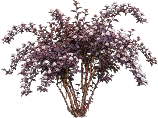 Ninebark
