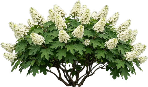 Oakleaf Hydrangea