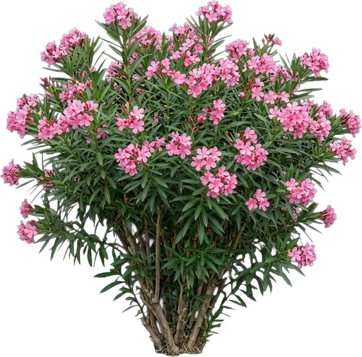 Pink Oleander