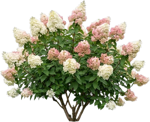 Panicle Hydrangea