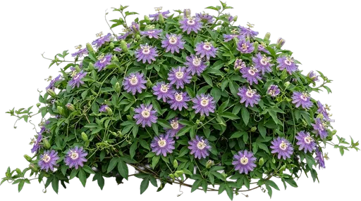 Passionflower