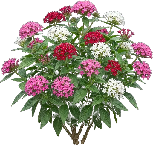 Egyptian Star Cluster (Pentas)