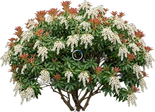 Pieris (Japanese Andromeda)