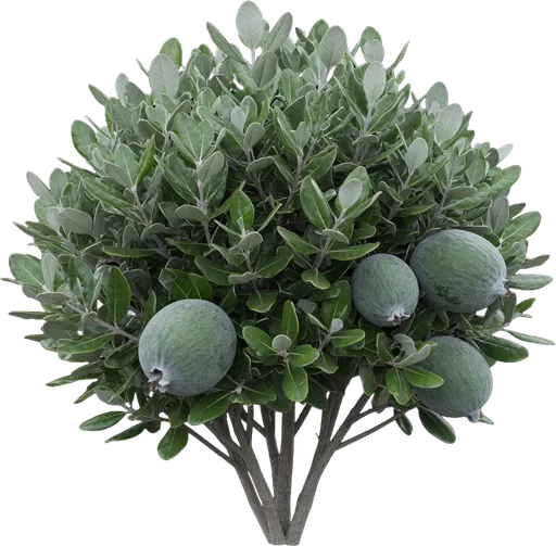 Pineapple Guava