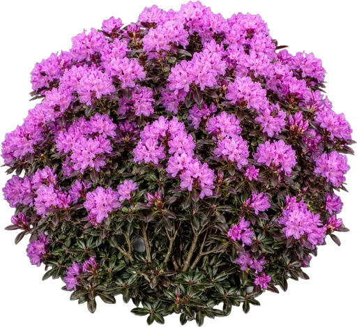 PJM Rhododendron