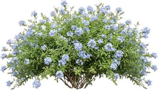 Blue Plumbago