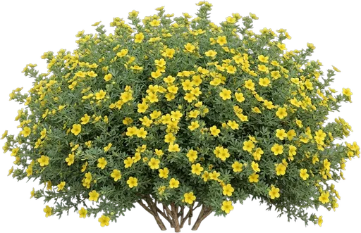 Potentilla (Cinquefoil)