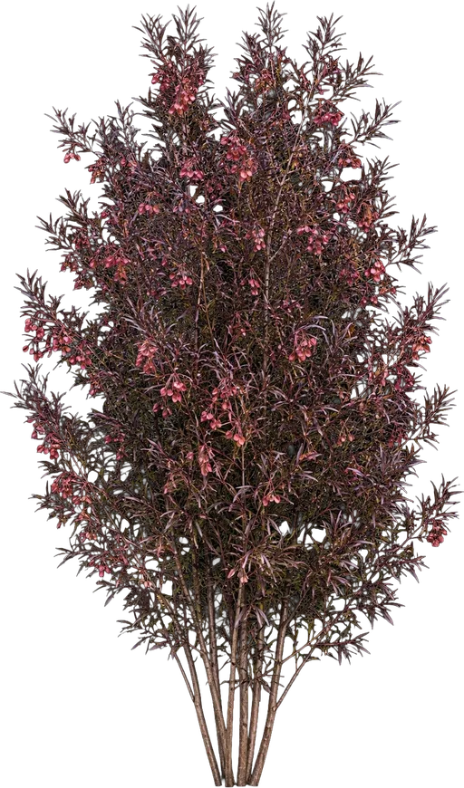 Purple Hopseed Bush