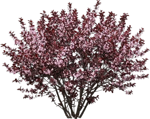 Purple Sand Cherry