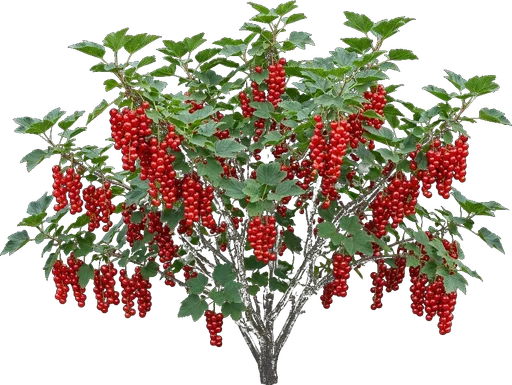 Red Currant