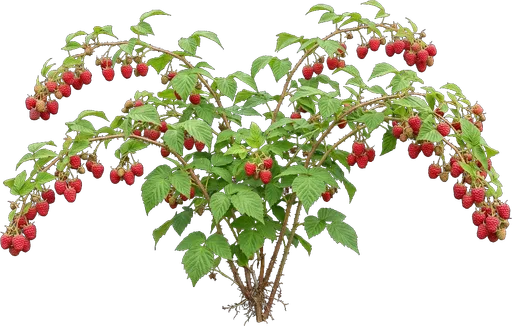 Red Raspberry