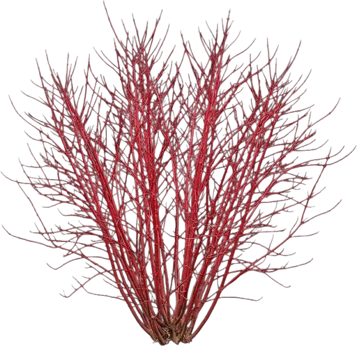 Red Twig Dogwood