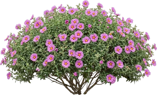 Rockrose