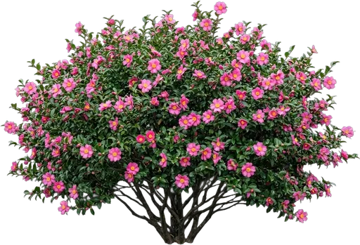 Sasanqua Camellia