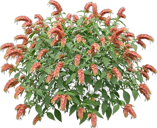 Shrimp Plant