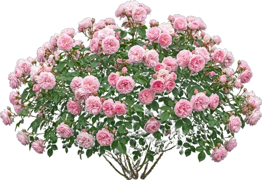 Shrub Rose