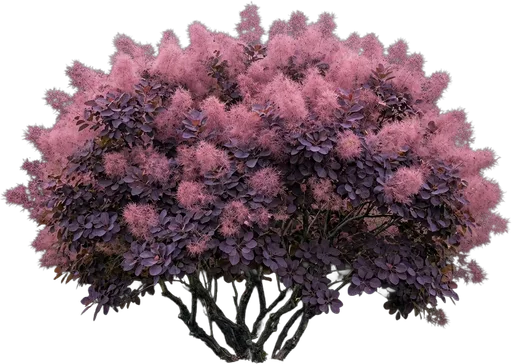 Smoke Tree