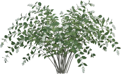 Snowberry
