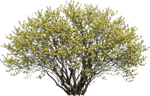 Spicebush