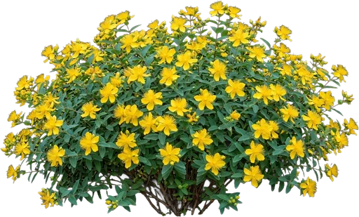 St. John's Wort