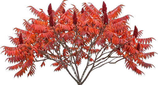 Staghorn Sumac